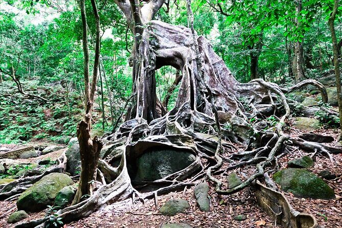 Ba Na Hill/Golden Bridge/Dragon Bridge Customize Tour by Private - Nui Chua Peak and the gardens with small stories