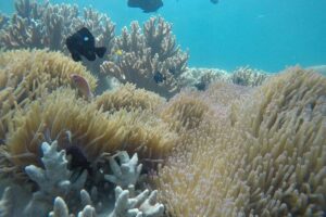 Cham Islands Snorkeling Tour by SpeedBoat from Da Nang - First snorkeling stop: coral, fish, and the reality of one main area