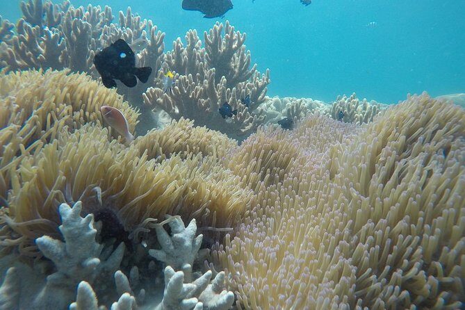 Cham Islands Snorkeling Tour by SpeedBoat from Da Nang - First snorkeling stop: coral, fish, and the reality of one main area