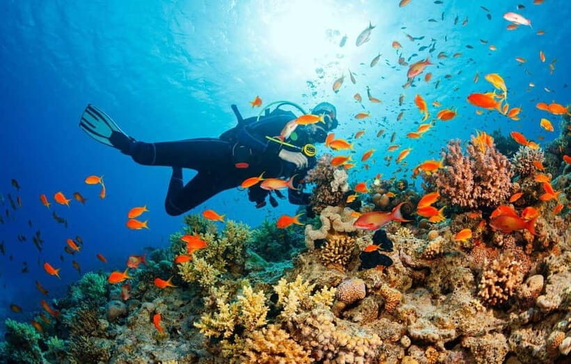From Da Nang/Hoi An: Cham Islands Tour with Snorkeling - Getting From Da Nang or Hoi An to Cu Lao Cham