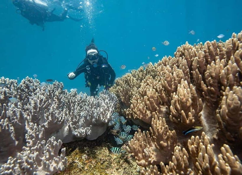 From Da Nang/Hoi An: Cham Islands Tour with Snorkeling - Who This Cham Islands Trip Fits Best (and Who Might Skip It)