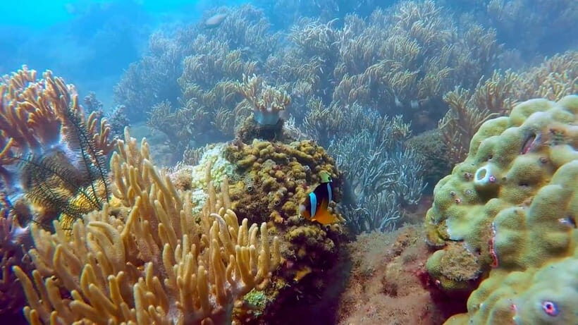 From Da Nang/Hoi An: Cham Islands Tour with Snorkeling - Should You Book This Tour?