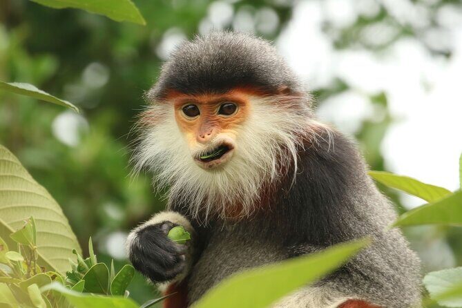 Red-shanked Douc - Private Motorbike Tour - Key highlights you should care about