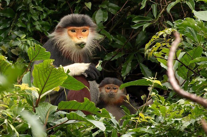 Red-shanked Douc - Private Motorbike Tour - The guide factor: passion, attention, and better photos