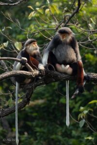 Safari - Finding the most endangered monkey in the World - Your Binoculars Plan for Douc Langurs High in the Trees
